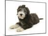 Blue Bearded Collie Puppy, Misty, 3 Months, Lying Down-Mark Taylor-Mounted Photographic Print