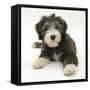 Blue Bearded Collie Puppy, Misty, 3 Months-Mark Taylor-Framed Stretched Canvas