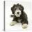 Blue Bearded Collie Puppy, Misty, 3 Months-Mark Taylor-Stretched Canvas