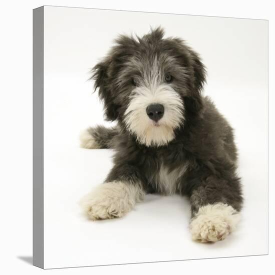 Blue Bearded Collie Puppy, Misty, 3 Months-Mark Taylor-Stretched Canvas