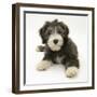 Blue Bearded Collie Puppy, Misty, 3 Months-Mark Taylor-Framed Photographic Print