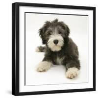 Blue Bearded Collie Puppy, Misty, 3 Months-Mark Taylor-Framed Photographic Print