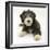 Blue Bearded Collie Puppy, Misty, 3 Months-Mark Taylor-Framed Photographic Print