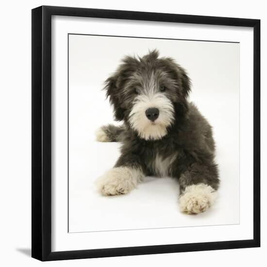 Blue Bearded Collie Puppy, Misty, 3 Months-Mark Taylor-Framed Photographic Print