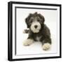 Blue Bearded Collie Puppy, Misty, 3 Months-Mark Taylor-Framed Photographic Print