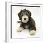 Blue Bearded Collie Puppy, Misty, 3 Months-Mark Taylor-Framed Photographic Print