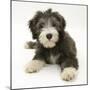 Blue Bearded Collie Puppy, Misty, 3 Months-Mark Taylor-Mounted Photographic Print