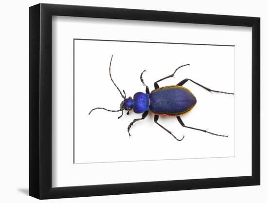 Blue Beetle Tomocaabus Caustomarginatus in the Carabidae Family-Darrell Gulin-Framed Photographic Print