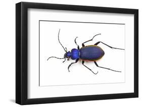 Blue Beetle Tomocaabus Caustomarginatus in the Carabidae Family-Darrell Gulin-Framed Photographic Print