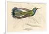 Blue Bellied Hummingbird-null-Framed Art Print