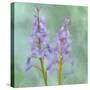 Blue Bells-Cora Niele-Stretched Canvas