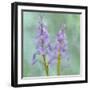 Blue Bells-Cora Niele-Framed Giclee Print