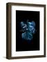 Blue Betta-Incado-Framed Photographic Print