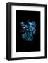 Blue Betta-Incado-Framed Photographic Print