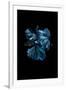 Blue Betta-Incado-Framed Photographic Print