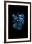 Blue Betta-Incado-Framed Photographic Print