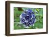 Blue bigleaf hydrangea-Lisa Engelbrecht-Framed Photographic Print