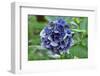 Blue bigleaf hydrangea-Lisa Engelbrecht-Framed Photographic Print