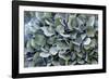 Blue bigleaf hydrangea-Lisa Engelbrecht-Framed Photographic Print