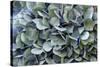 Blue bigleaf hydrangea-Lisa Engelbrecht-Stretched Canvas