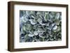 Blue bigleaf hydrangea-Lisa Engelbrecht-Framed Photographic Print