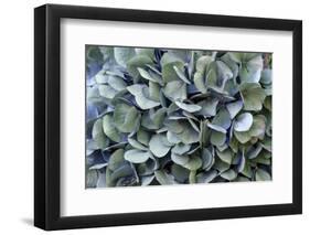 Blue bigleaf hydrangea-Lisa Engelbrecht-Framed Photographic Print