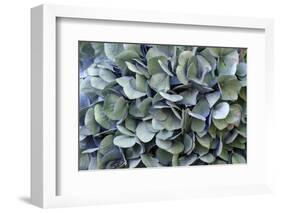 Blue bigleaf hydrangea-Lisa Engelbrecht-Framed Photographic Print