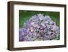 Blue bigleaf hydrangea-Lisa Engelbrecht-Framed Photographic Print