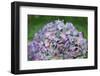 Blue bigleaf hydrangea-Lisa Engelbrecht-Framed Photographic Print