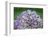 Blue bigleaf hydrangea-Lisa Engelbrecht-Framed Photographic Print