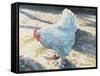 Blue Bird, 1986-Sandra Lawrence-Framed Stretched Canvas