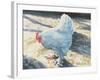 Blue Bird, 1986-Sandra Lawrence-Framed Giclee Print