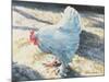 Blue Bird, 1986-Sandra Lawrence-Mounted Giclee Print