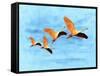 Blue Bird 2A2-Ata Alishahi-Framed Stretched Canvas