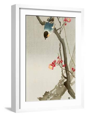 'Blue Bird on a Plum Tree' Giclee Print - Koson Ohara | AllPosters.com
