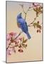 Blue Bird on Cherry Blossom Branch-null-Mounted Poster