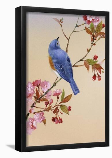 Blue Bird on Cherry Blossom Branch-null-Framed Poster