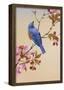 Blue Bird on Cherry Blossom Branch-null-Framed Poster