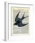 Blue Bird-Marion Mcconaghie-Framed Art Print