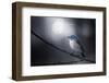Blue Bird-Takashi Suzuki-Framed Photographic Print