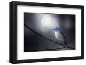 Blue Bird-Takashi Suzuki-Framed Photographic Print