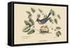 Blue Bird-Mark Catesby-Framed Stretched Canvas