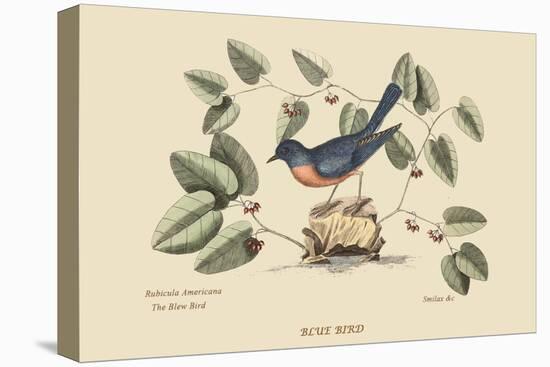 Blue Bird-Mark Catesby-Stretched Canvas