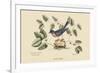 Blue Bird-Mark Catesby-Framed Art Print