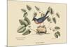 Blue Bird-Mark Catesby-Mounted Art Print