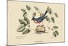 Blue Bird-Mark Catesby-Mounted Art Print