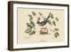 Blue Bird-Mark Catesby-Framed Art Print