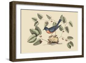 Blue Bird-Mark Catesby-Framed Art Print