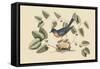 Blue Bird-Mark Catesby-Framed Stretched Canvas