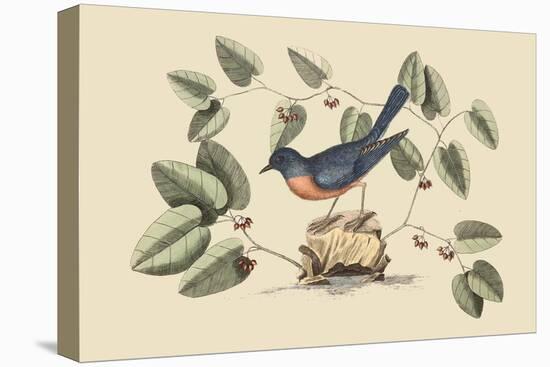 Blue Bird-Mark Catesby-Stretched Canvas